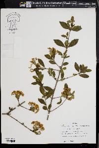 Viburnum obovatum image