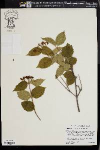 Viburnum rafinesqueanum image