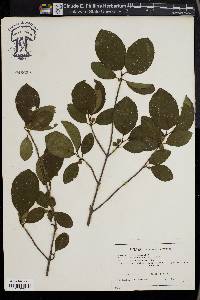 Viburnum rafinesqueanum image