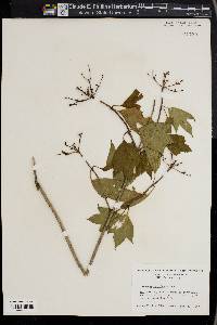 Viburnum trilobum image