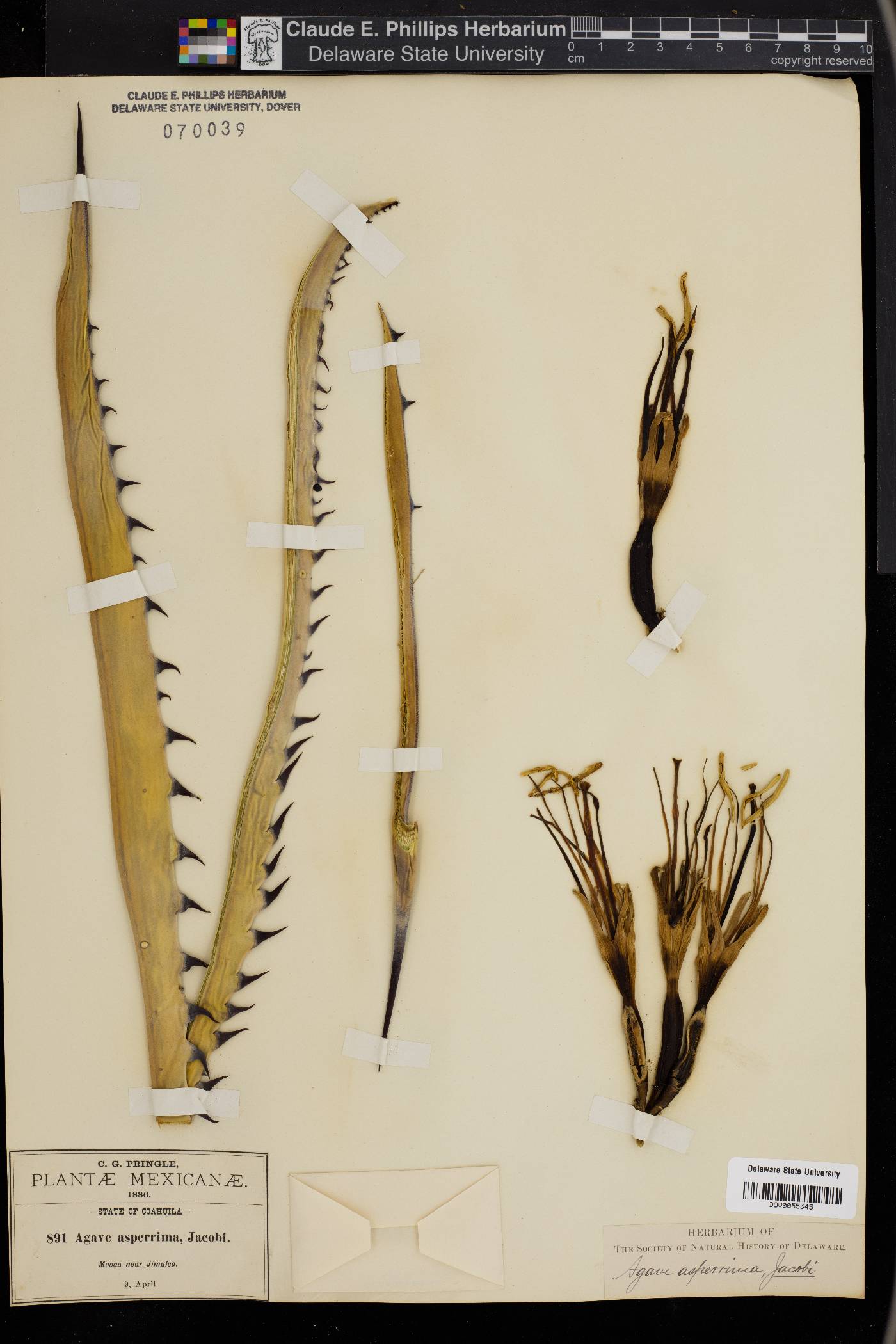 Agave asperrima image