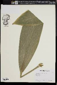 Media resource of Cordyline manners-suttoniae