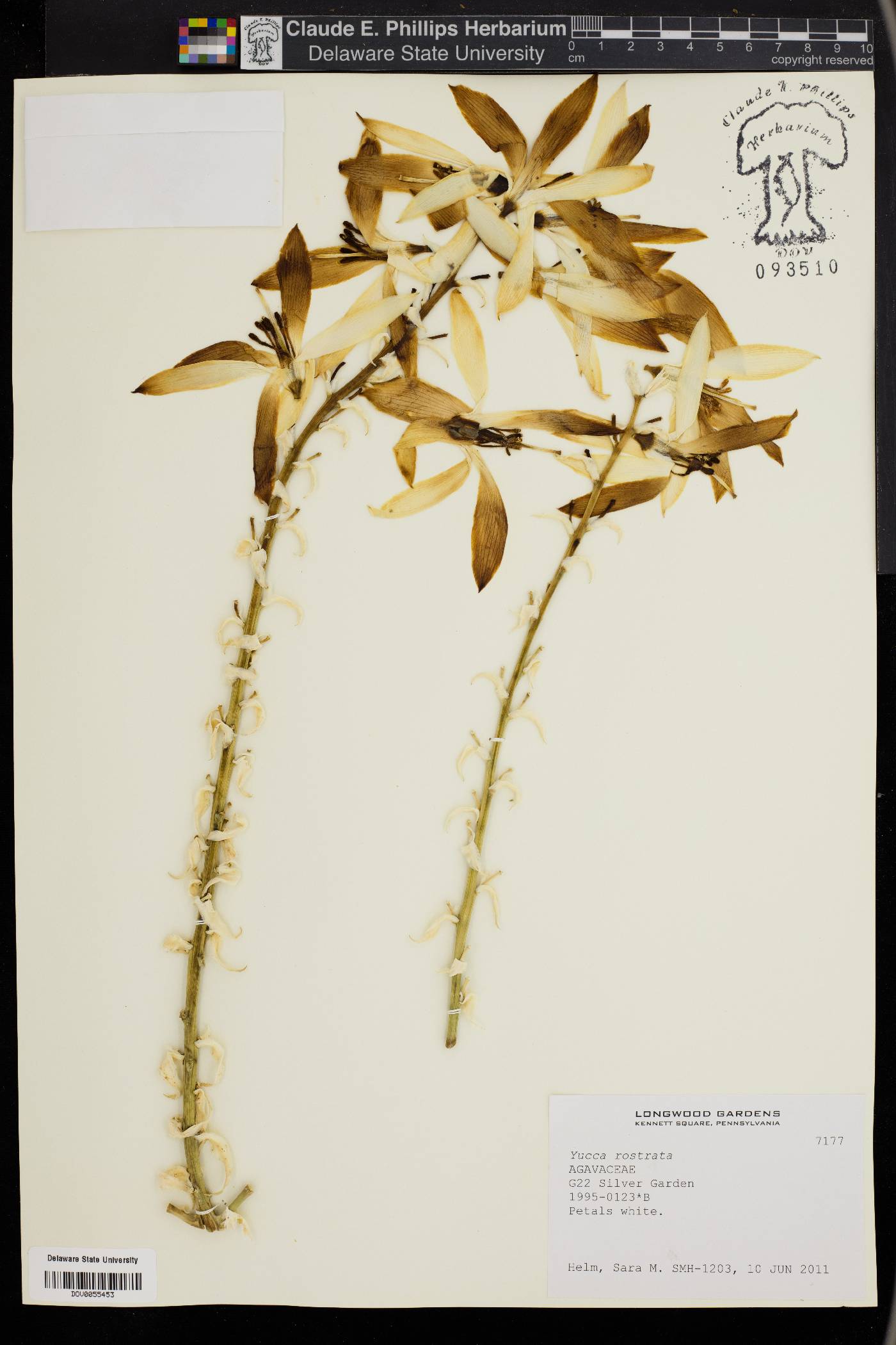 Yucca rostrata image