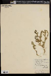 Mesembryanthemum nodiflorum image