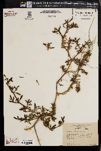 Sesuvium portulacastrum image