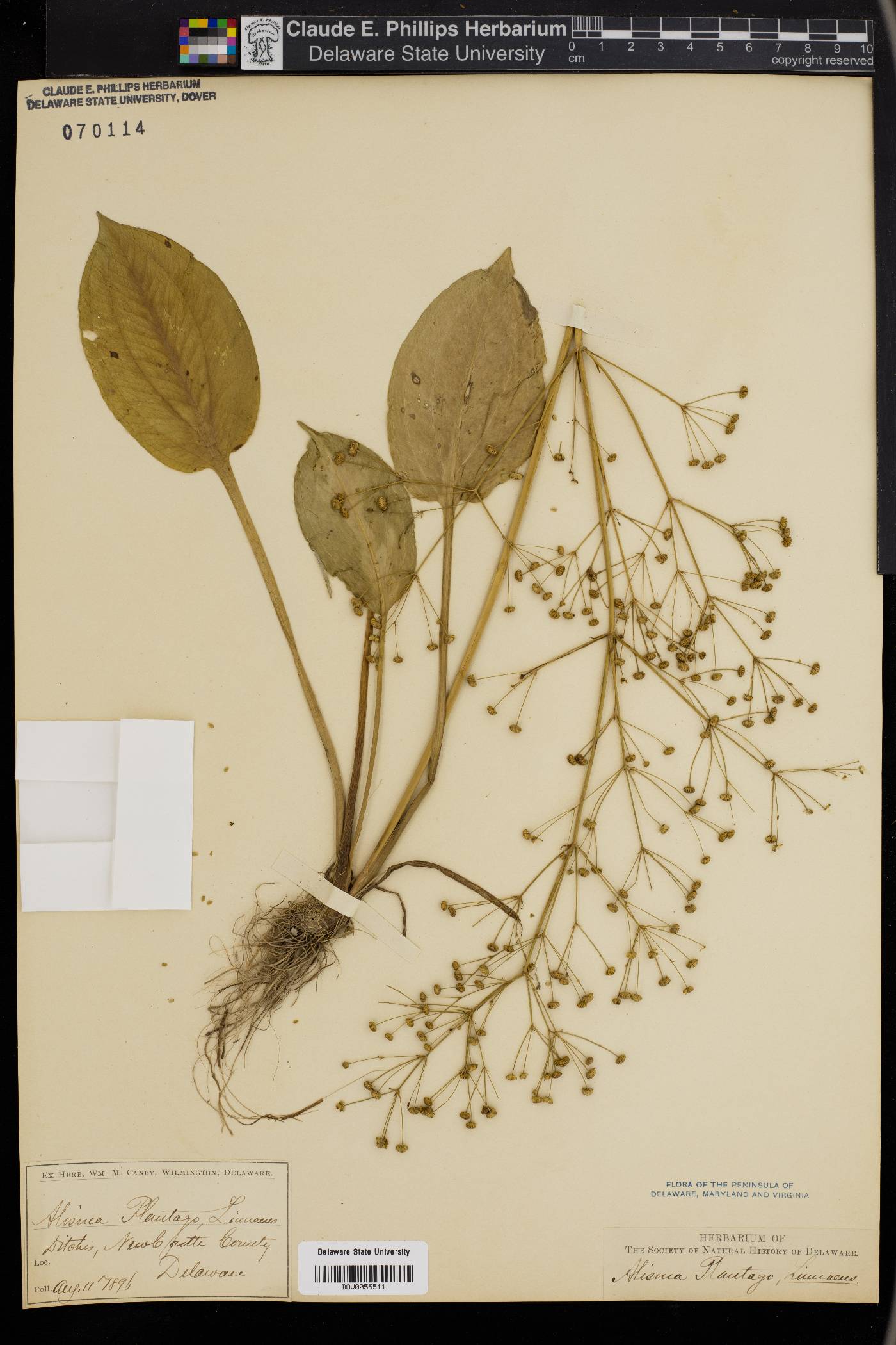 Alisma plantago image