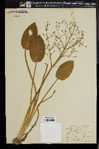 Alisma plantago-aquatica image