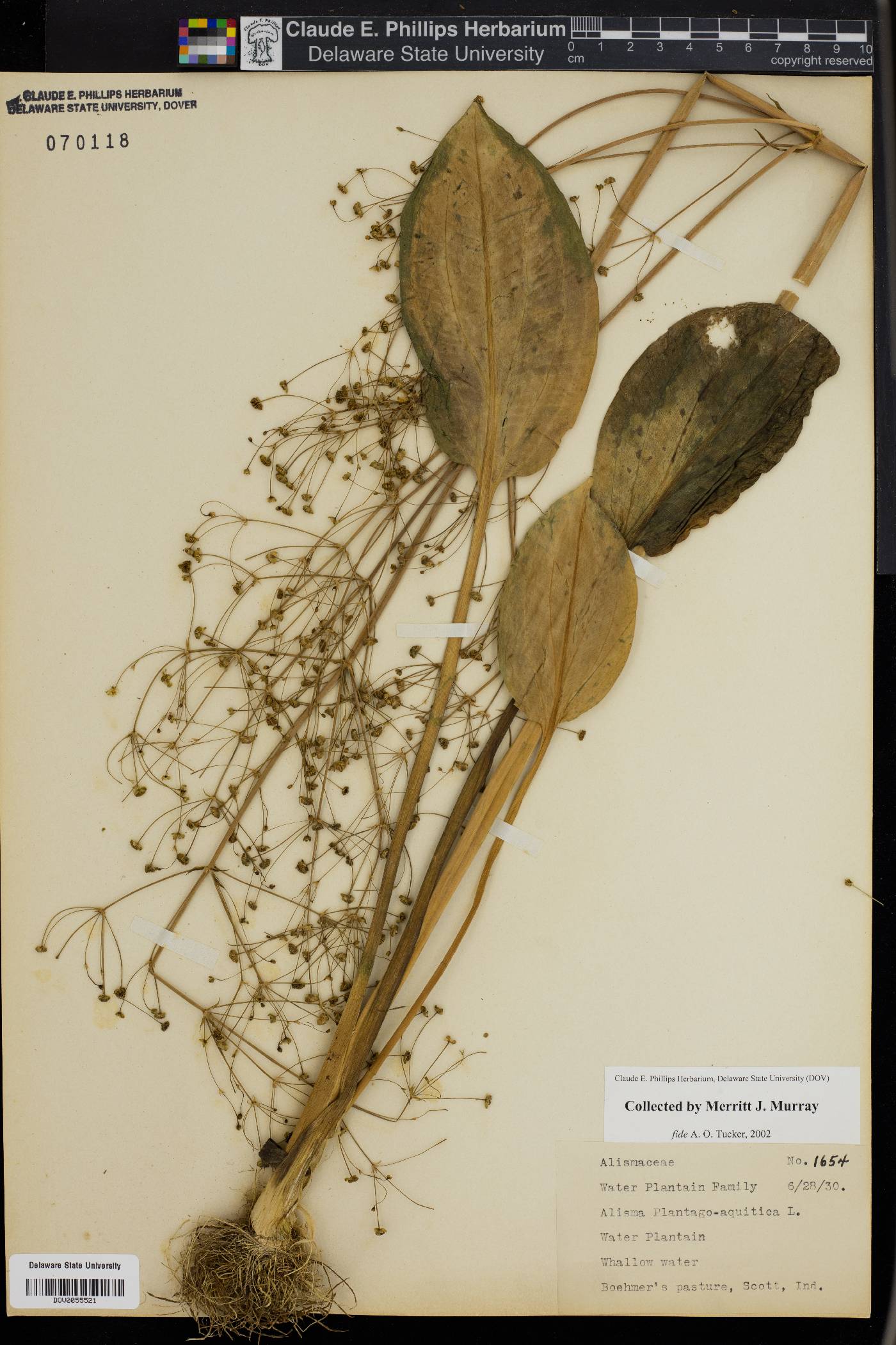 Alisma plantago-aquatica image