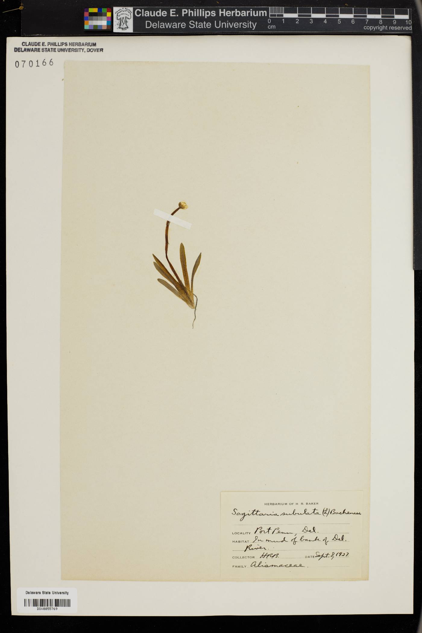 Sagittaria subulata image