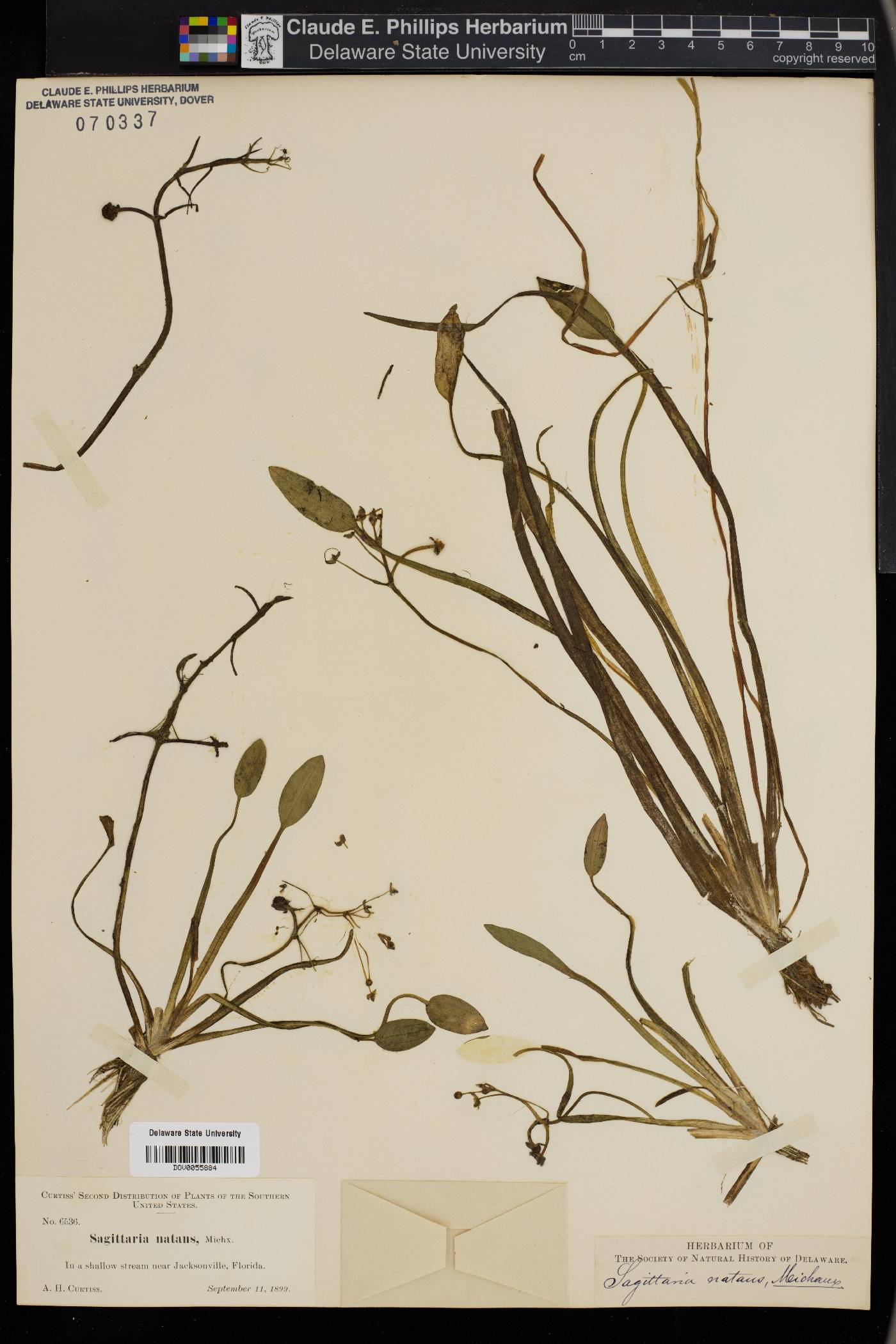 Sagittaria natans image