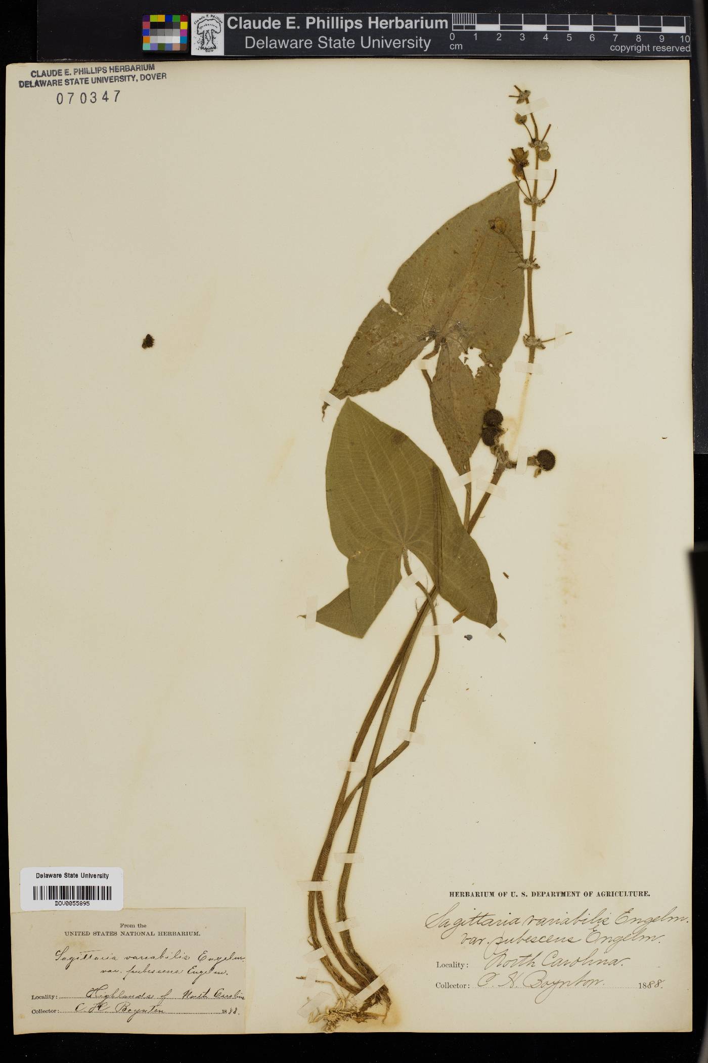 Sagittaria subulata image