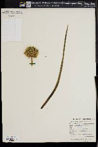 Allium ascalonicum image