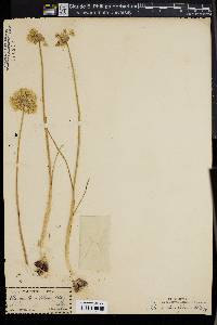 Allium attenuifolium image