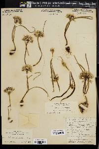 Allium cusickii image