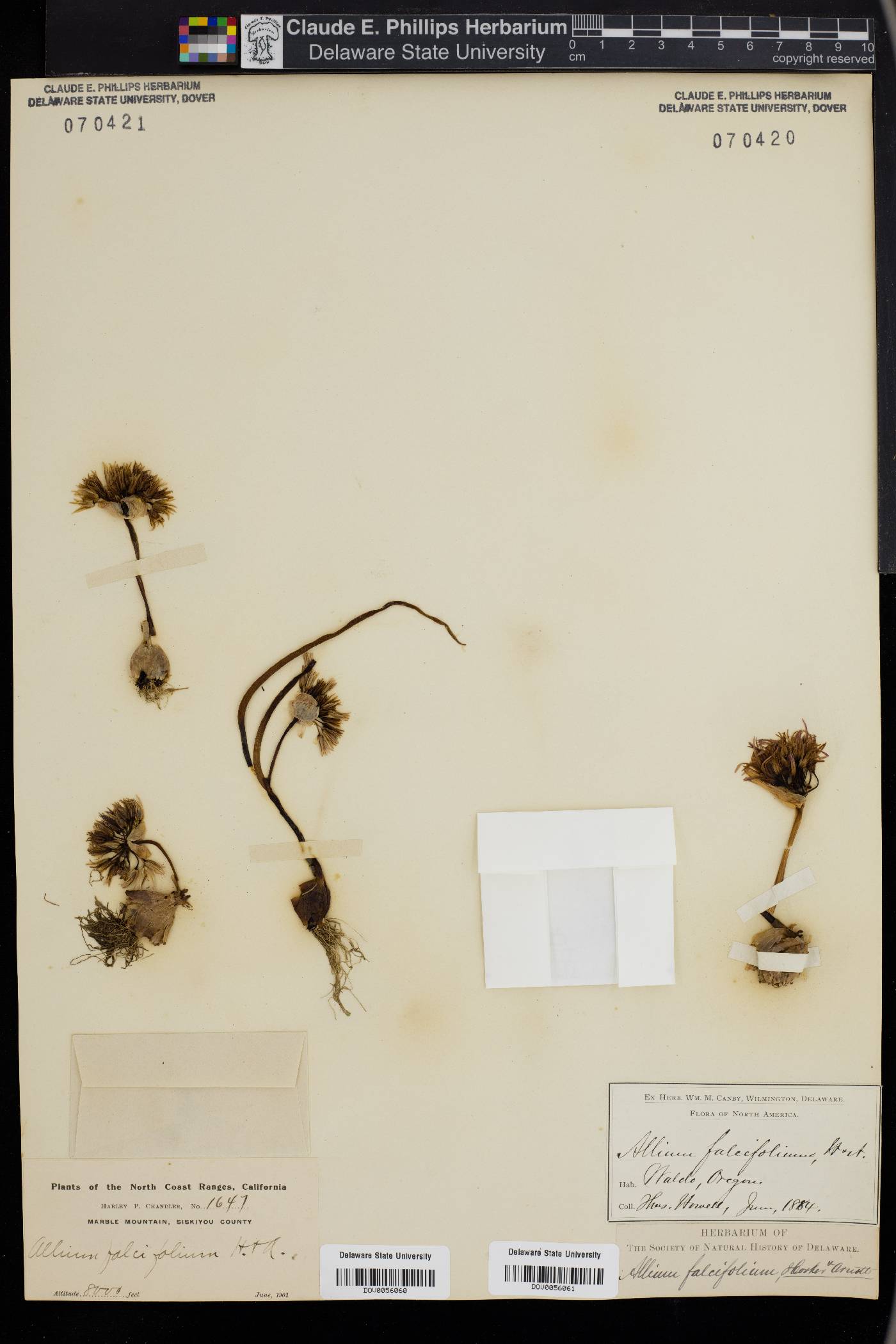 Allium falcifolium image