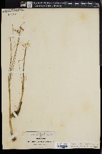 Allium glandulosum image