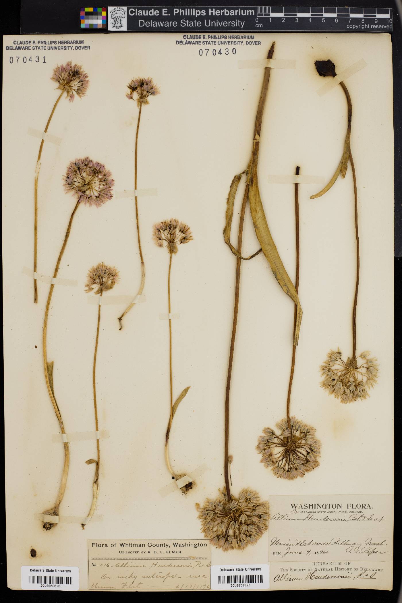 Allium douglasii image