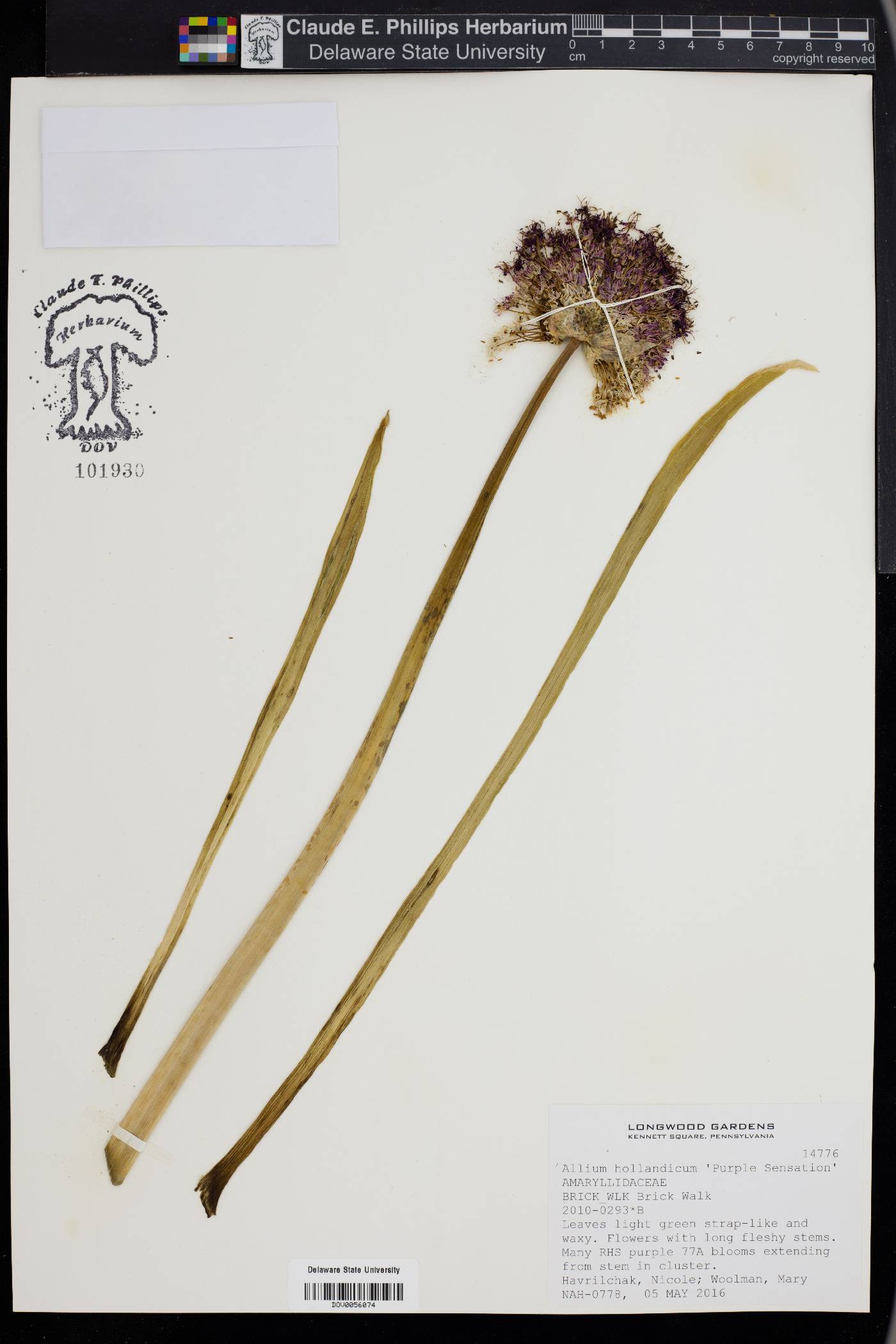 Allium hollandicum image