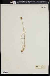 Allium sphaerocephalum image