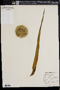 Allium porrum image