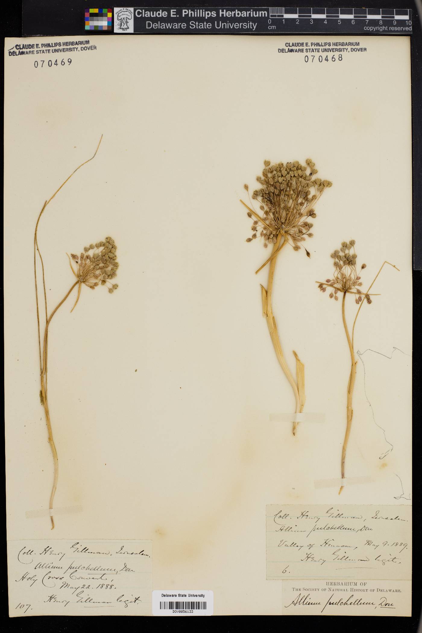 Allium carinatum subsp. pulchellum image