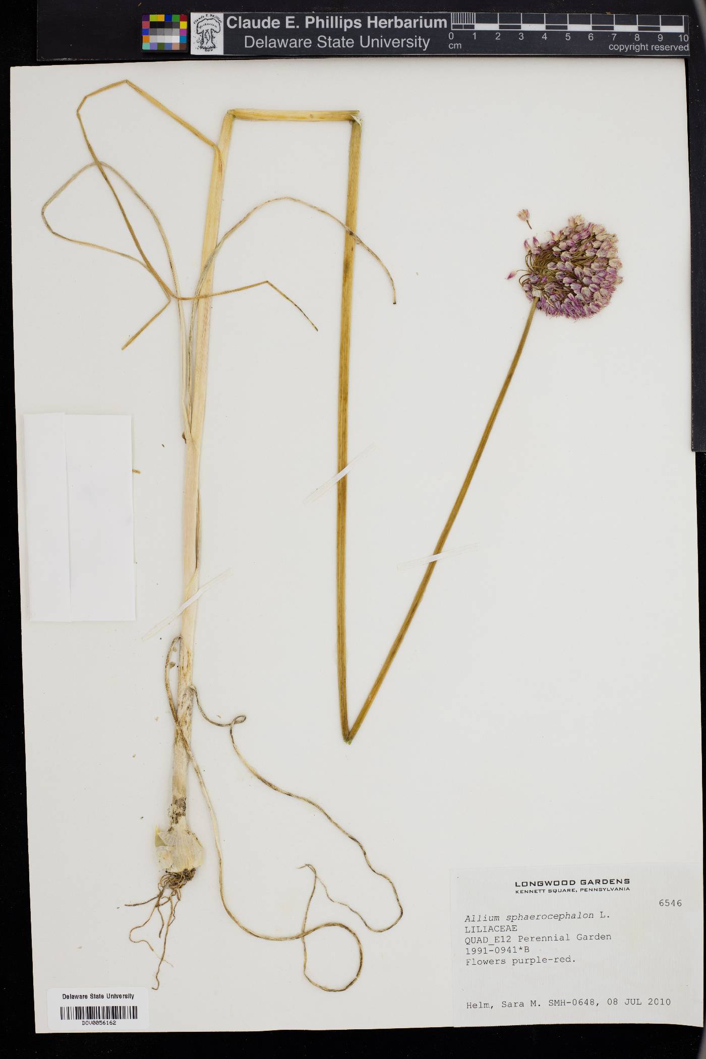 Allium sphaerocephalon image