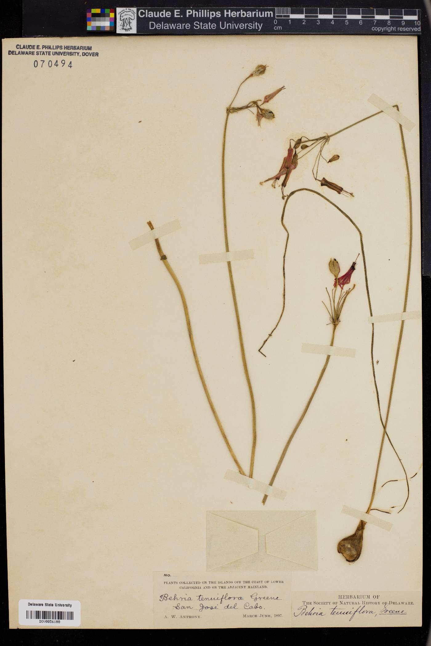 Behria tenuiflora image