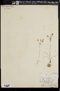Bloomeria clevelandii image