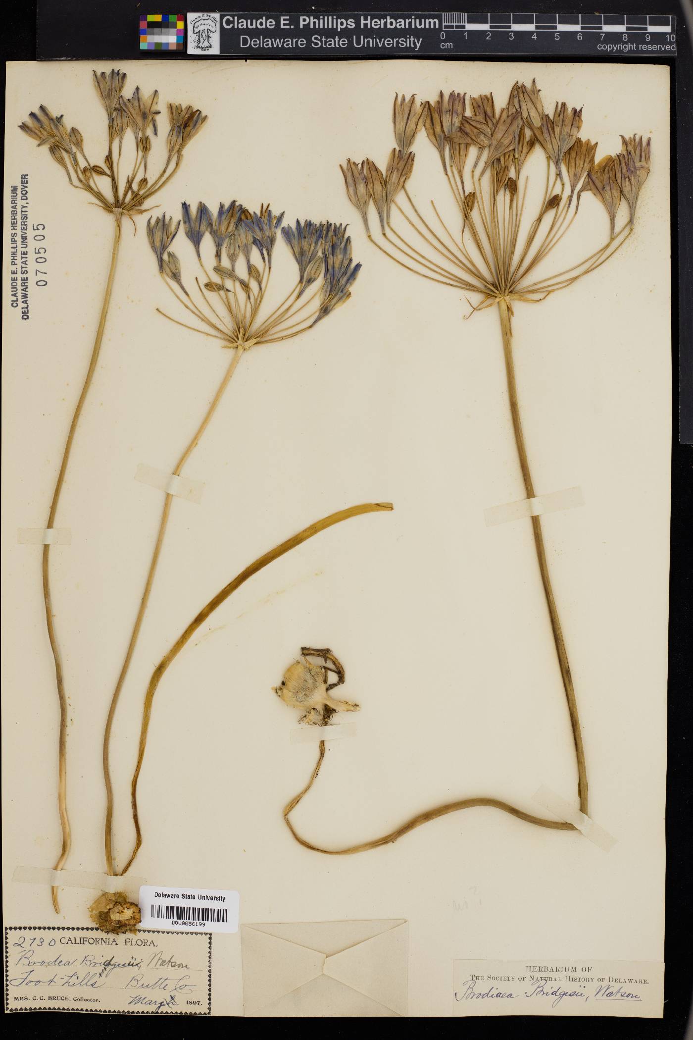 Brodiaea bridgesii image