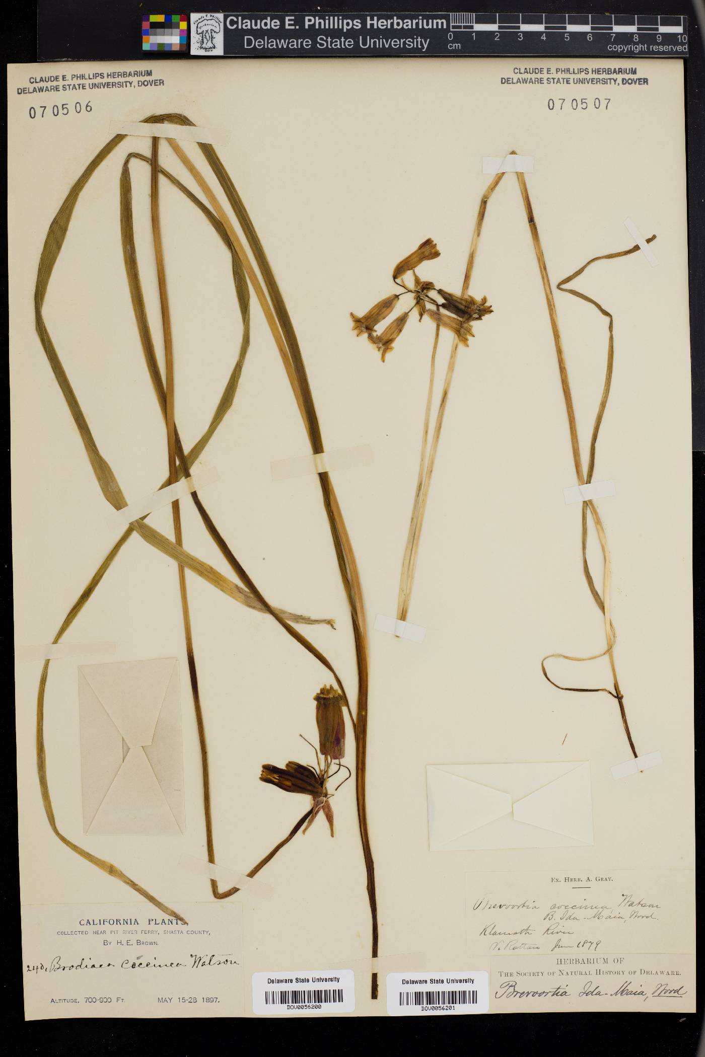 Dichelostemma ida-maia image