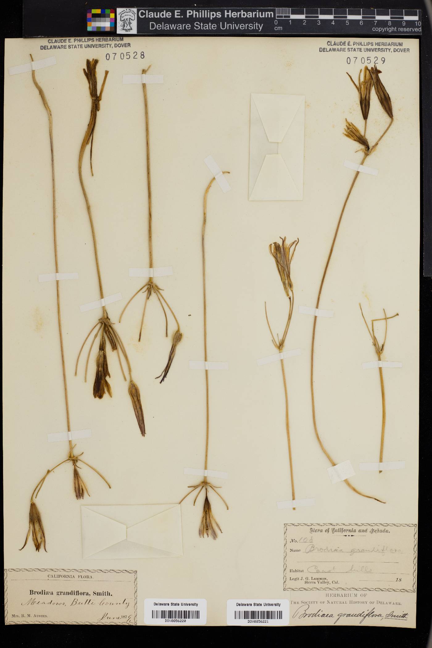 Brodiaea grandiflora image