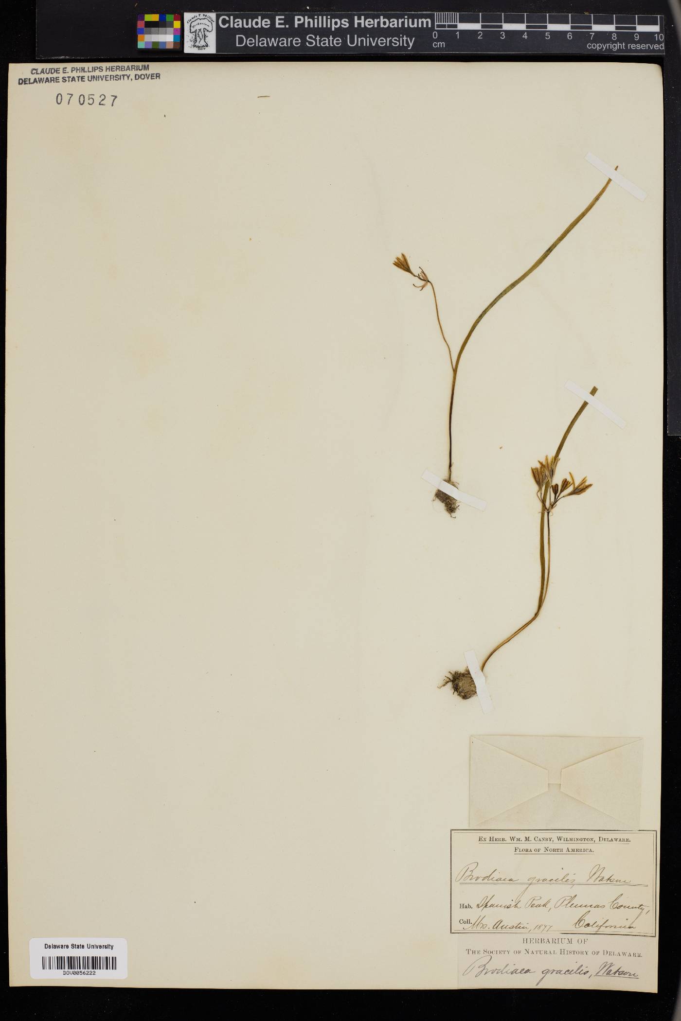 Brodiaea gracilis image