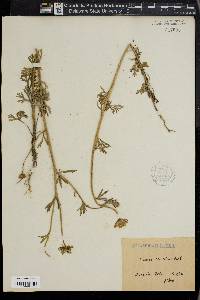 Trachymene coerulea image