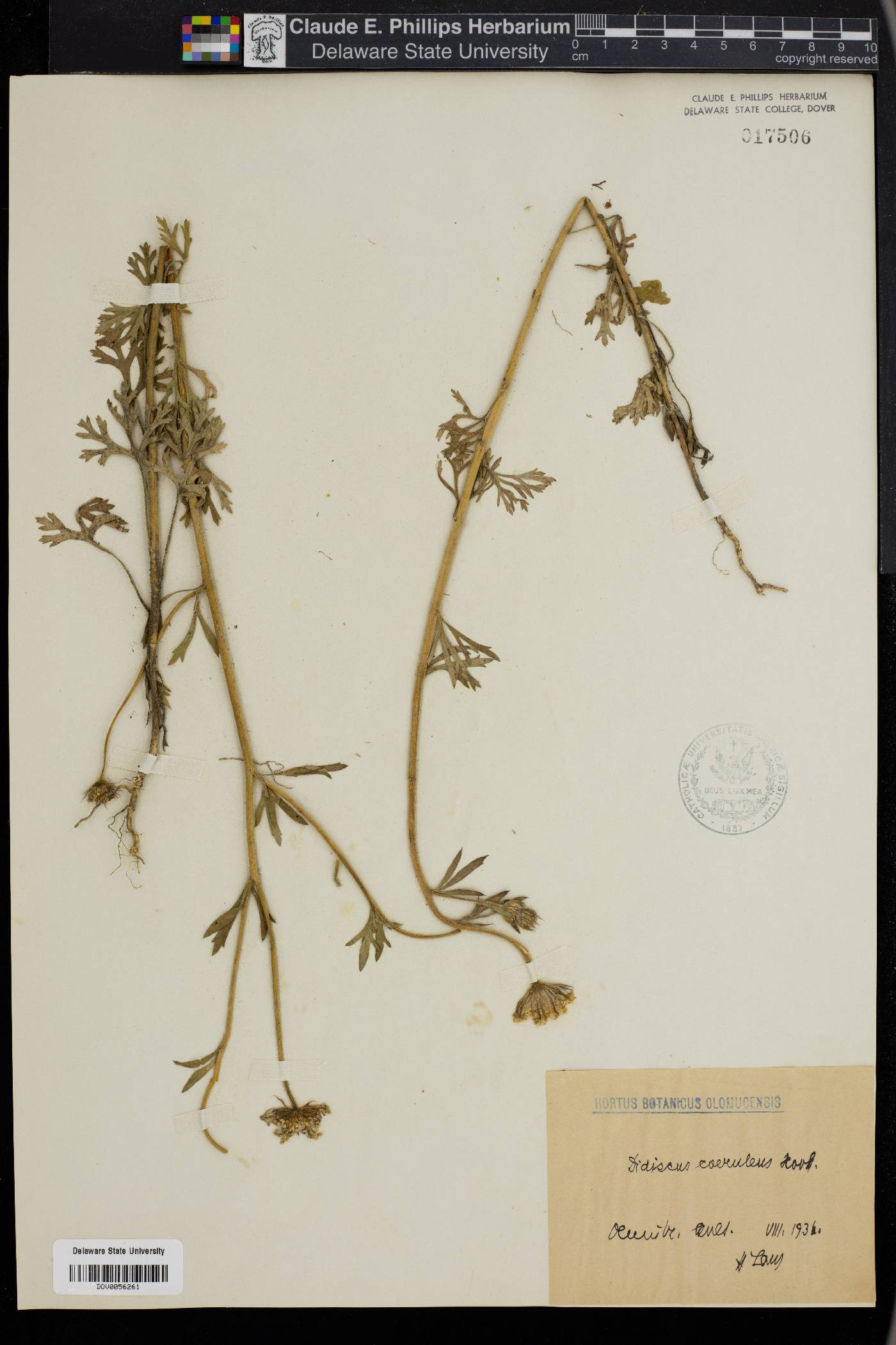 Trachymene coerulea image