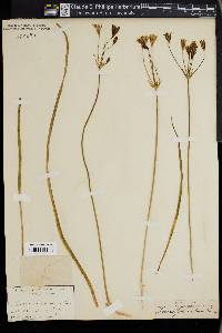Brodiaea peduncularis image
