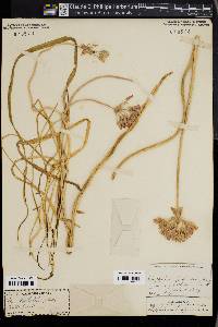 Stropholirion californicum image
