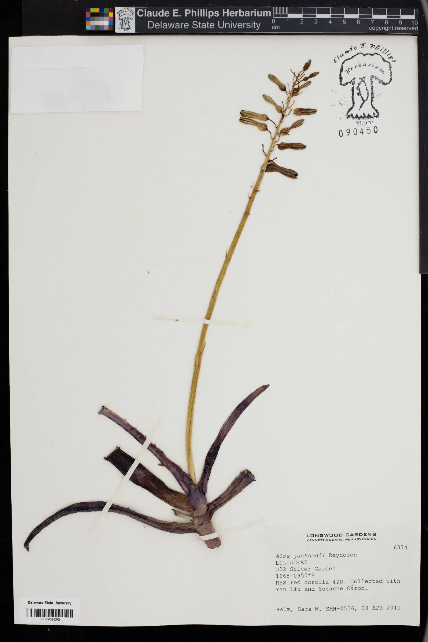 Aloe jacksonii image