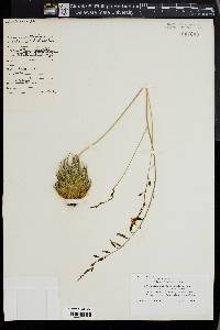 Haworthia fasciata image