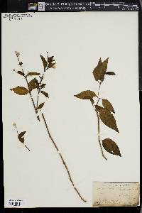 Alternanthera flavescens image