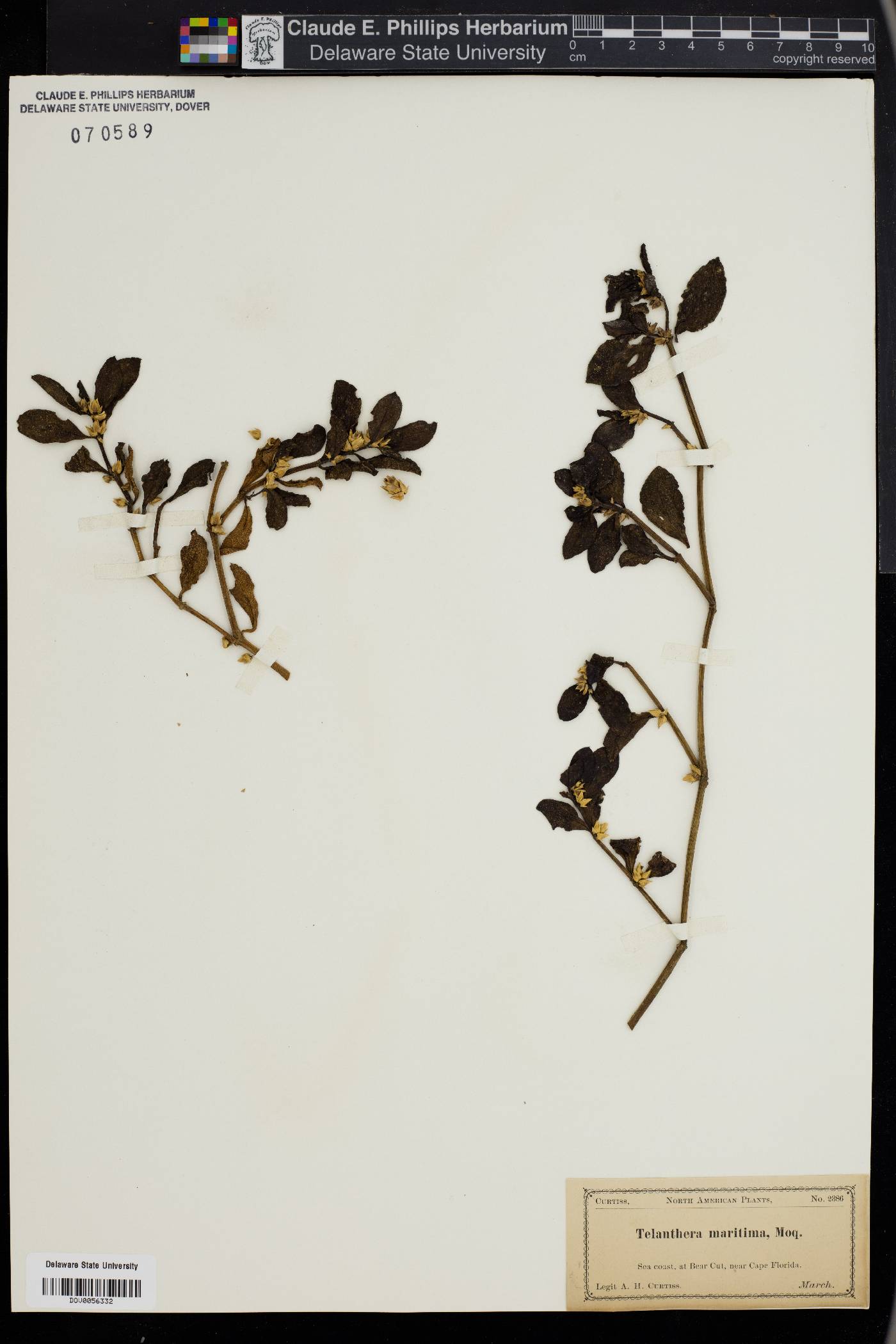 Alternanthera littoralis image