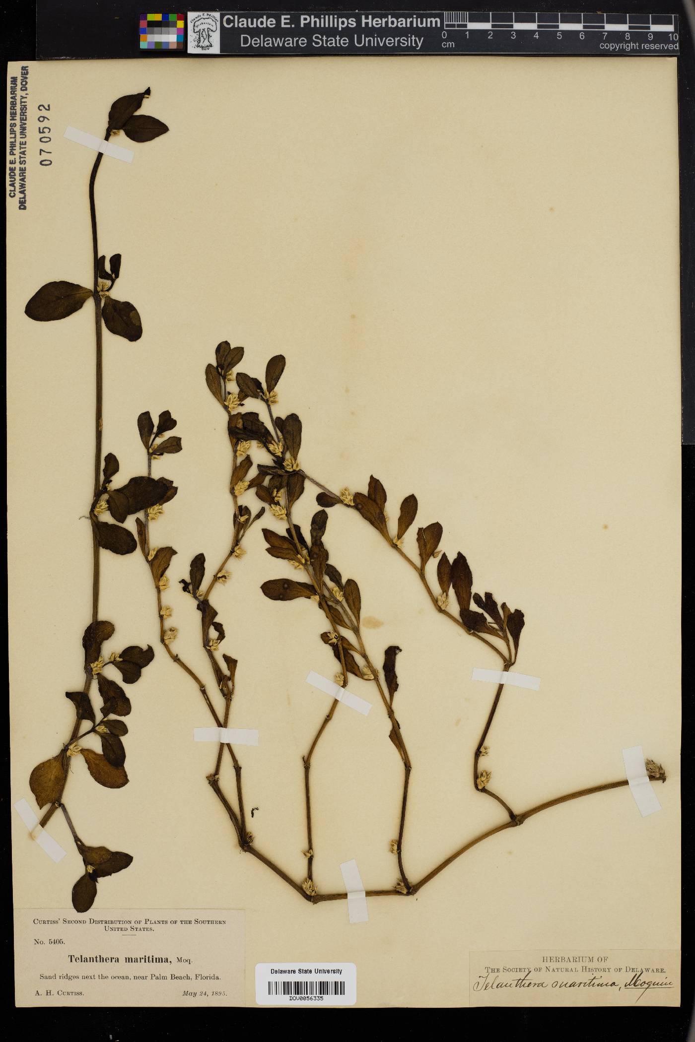 Alternanthera littoralis image