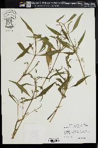 Alternanthera reineckii image