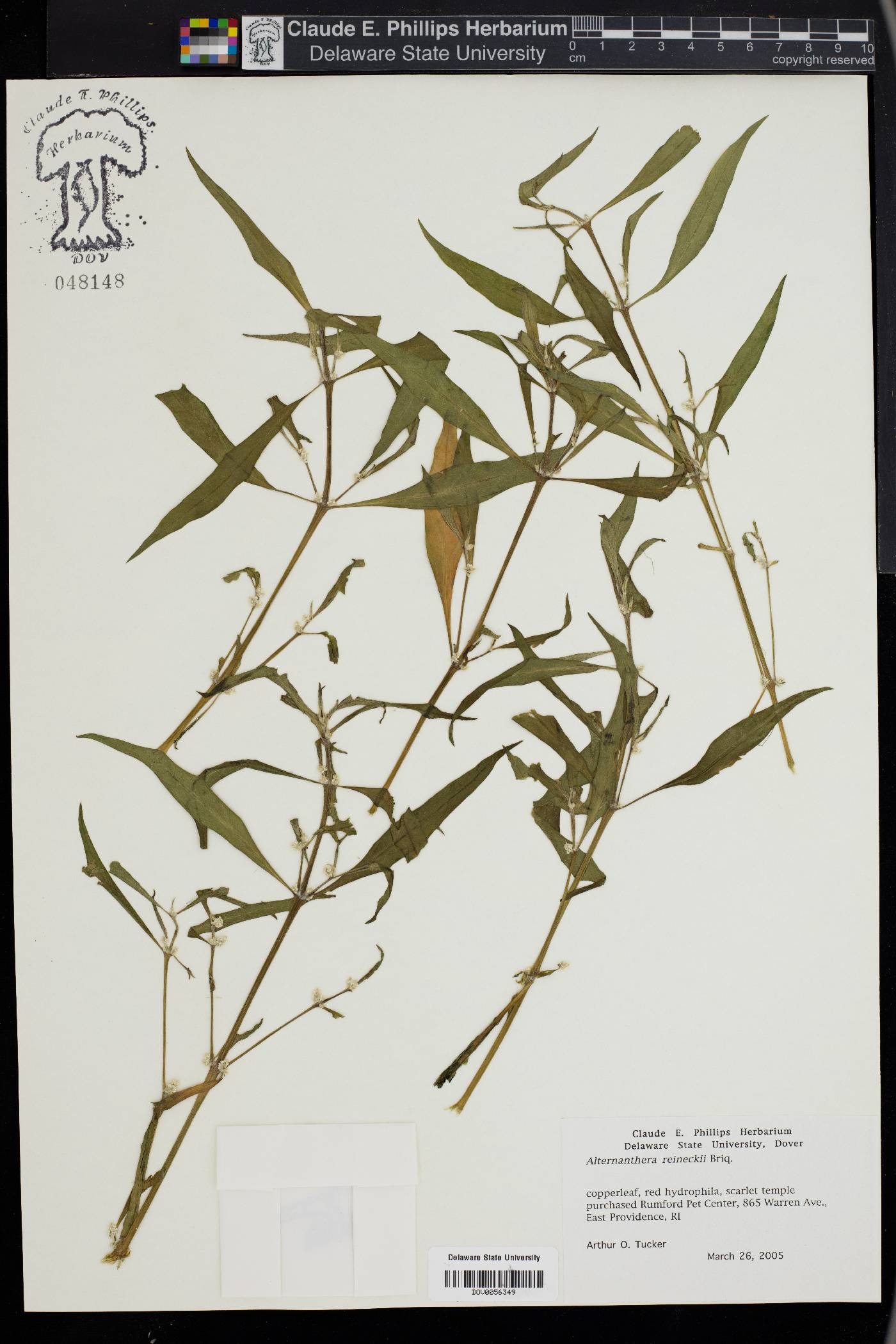 Alternanthera reineckii image