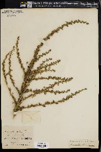 Amaranthus albus image