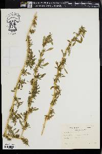 Amaranthus albus image