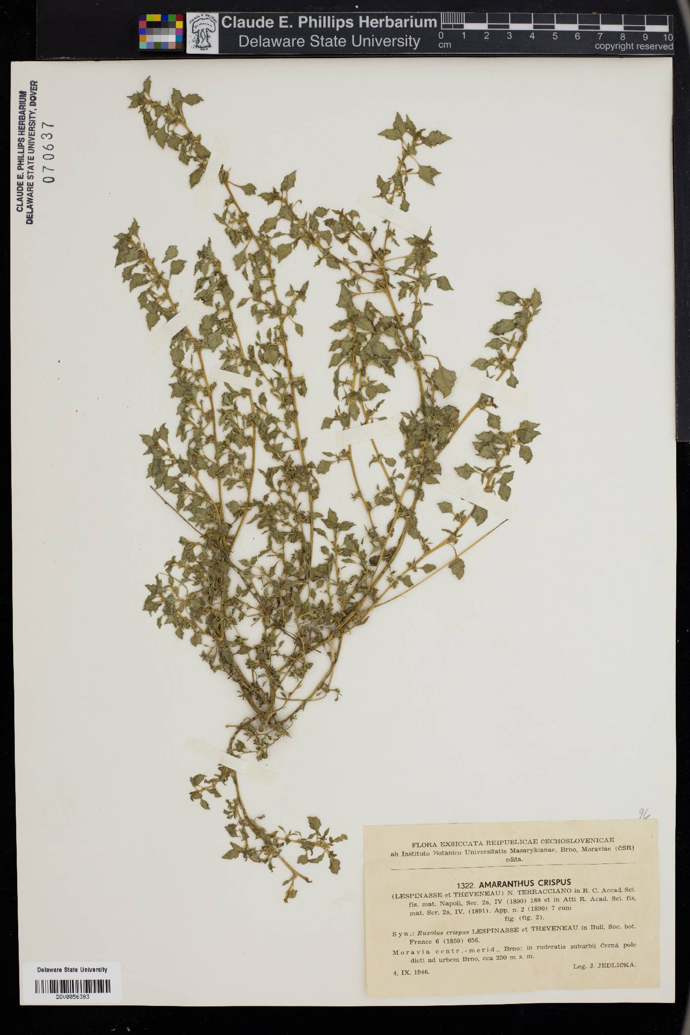 Amaranthus crispus image