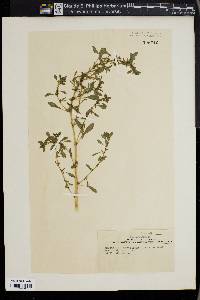 Amaranthus graecizans image