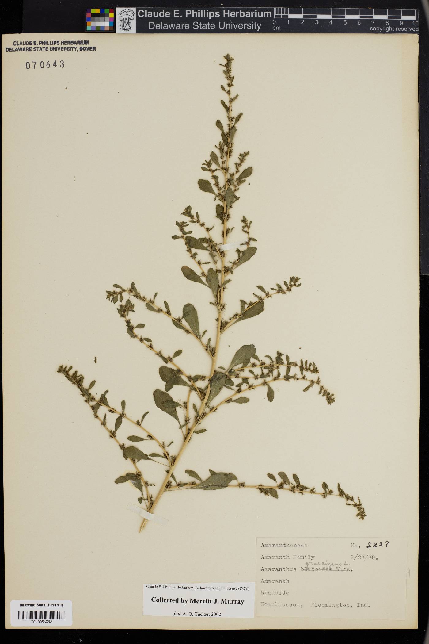 Amaranthus graecizans image