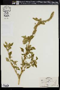 Amaranthus hybridus image