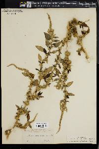 Amaranthus spinosus image